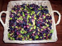 Green Ridge Estate - Demeter Extra Virgin Olive Oil