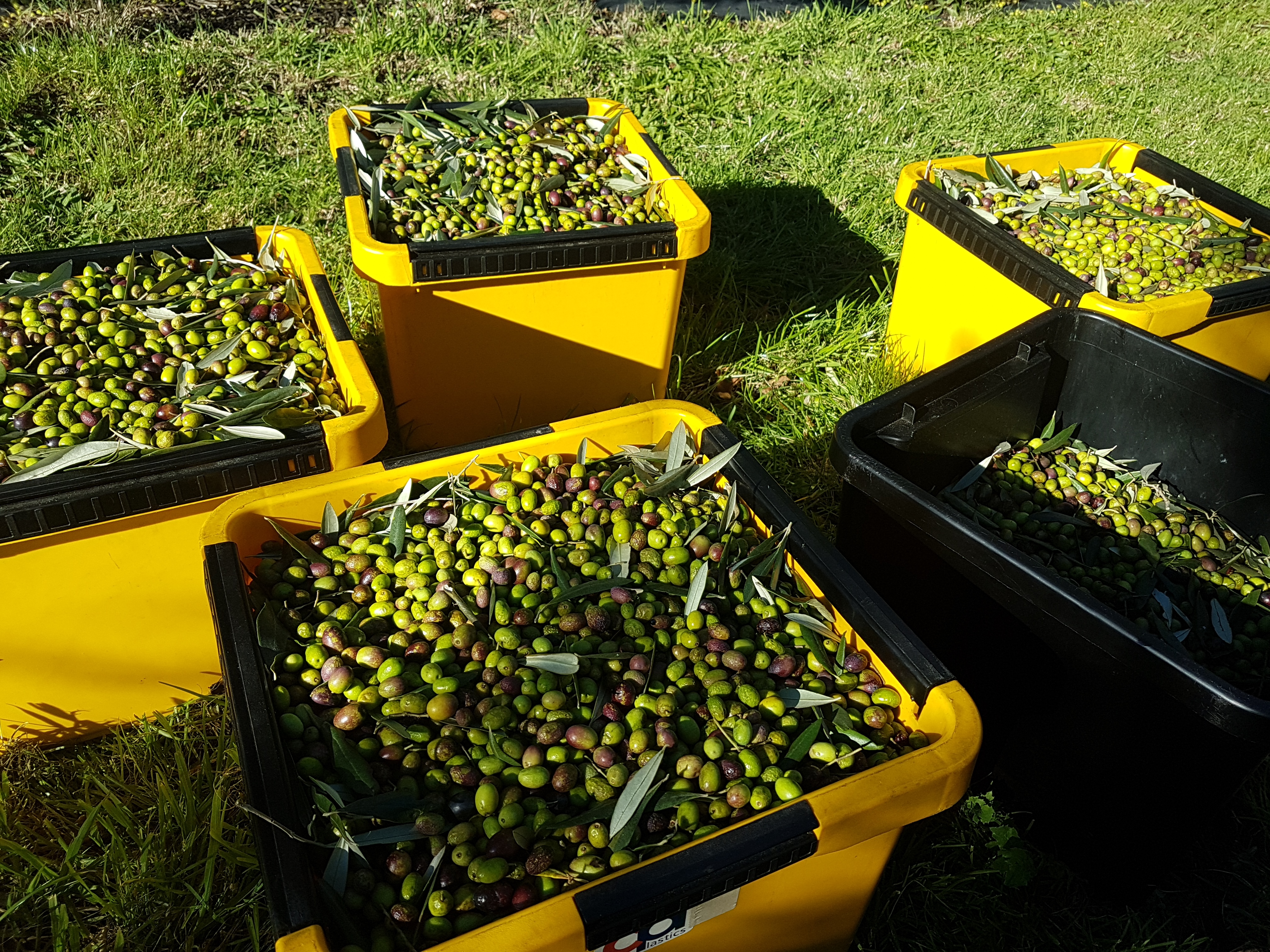 Olives Picked