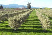Green Ridge Estate - Olive grove
